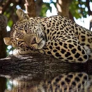 Meet your Posher, Darlese